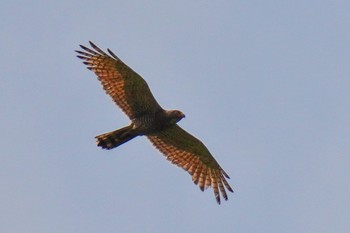 Grey-faced Buzzard 松之山 Sat, 6/24/2023