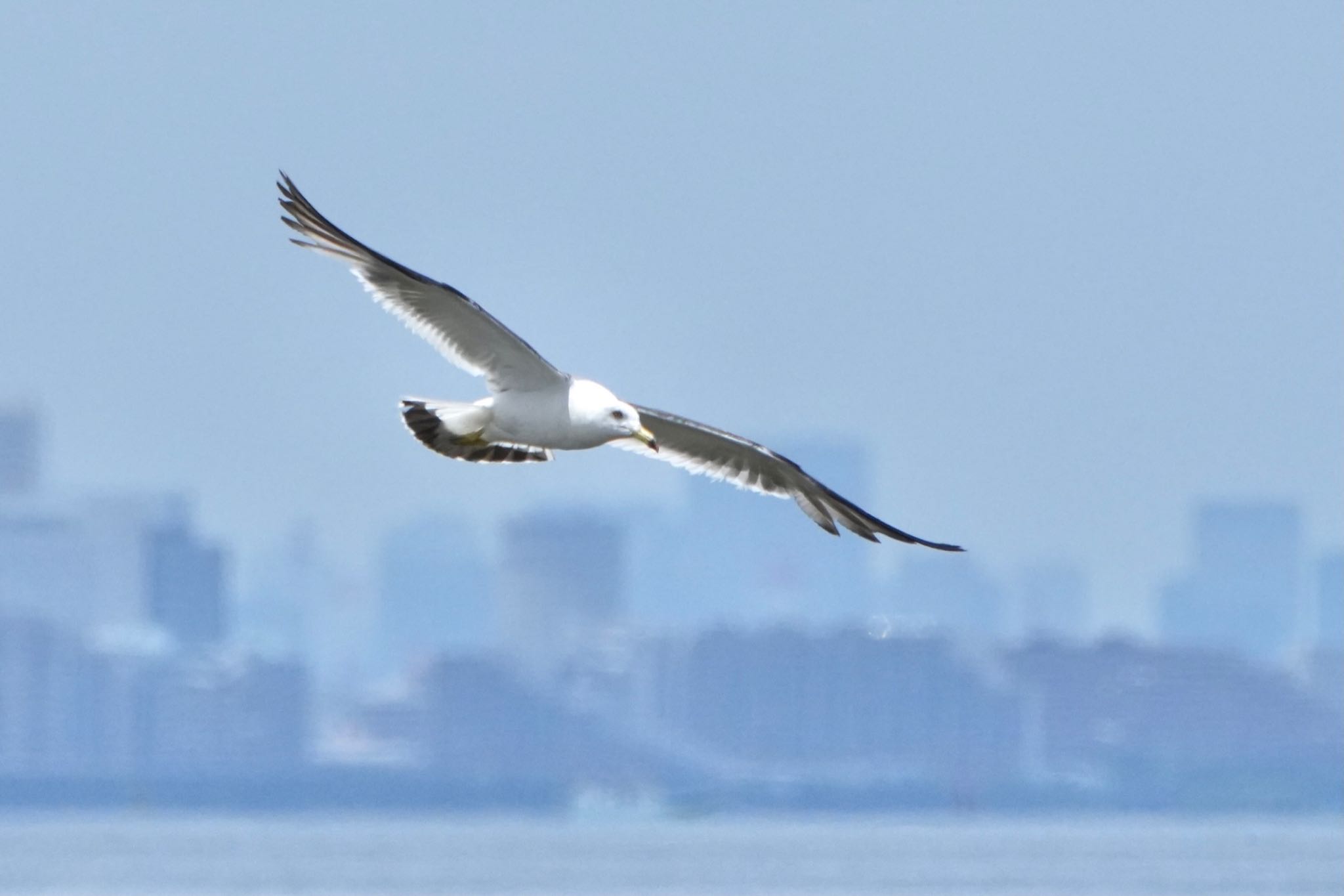 稲毛海浜公園 ウミネコの写真