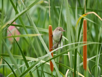 Black-browed Reed Warbler 館林 Sun, 7/9/2023