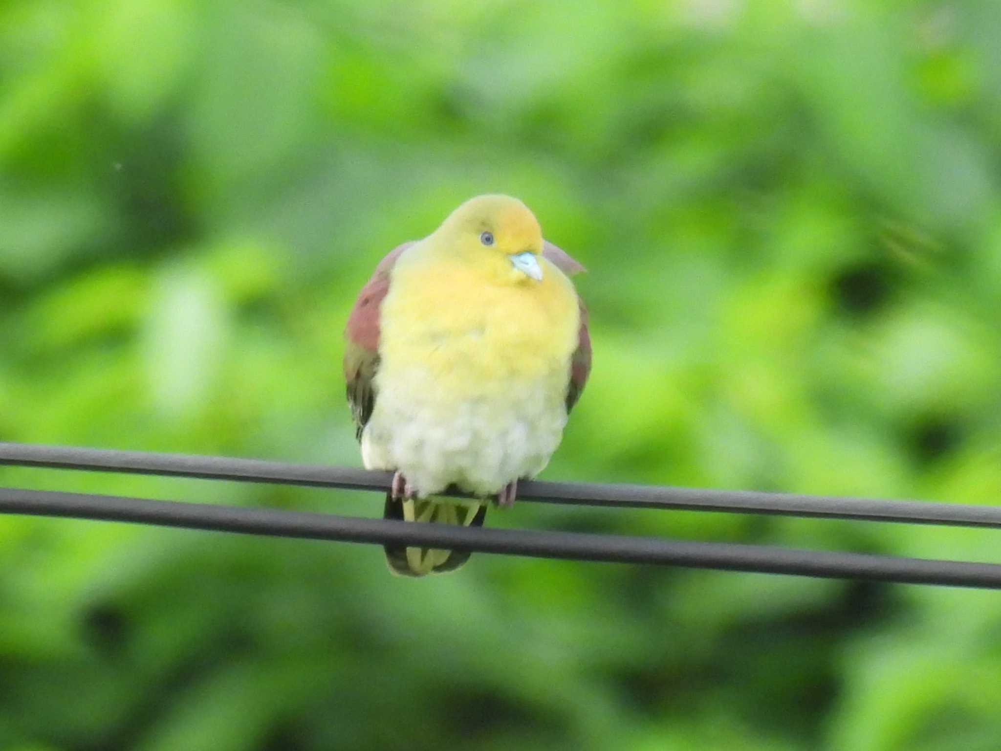 White-bellied Green Pigeon