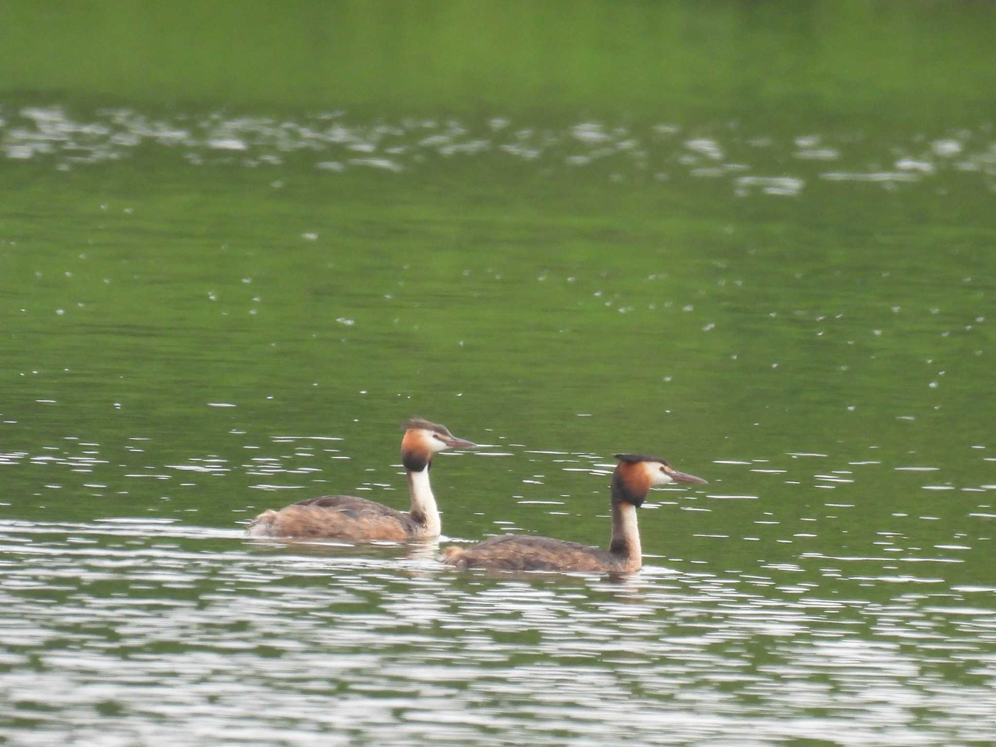 Great Crested Grebe