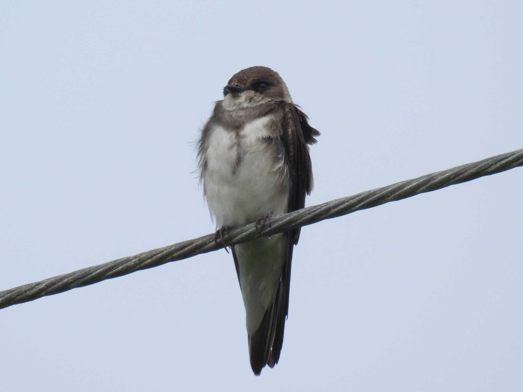 Sand Martin