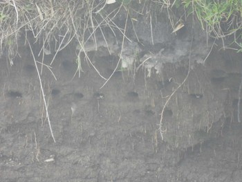 Sand Martin 湧洞沼(豊頃町) Sun, 7/16/2023