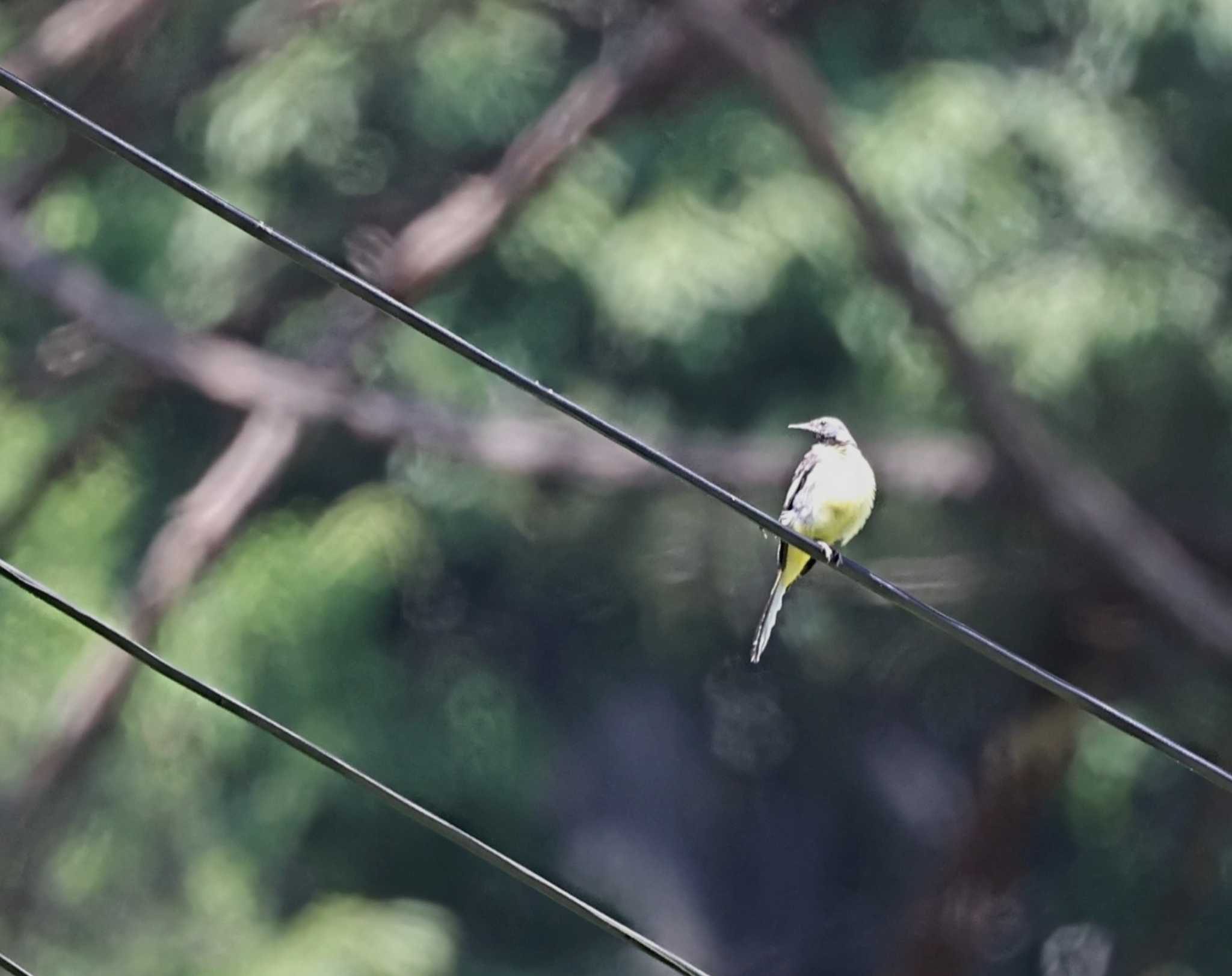 長野県木祖郡 キセキレイの写真