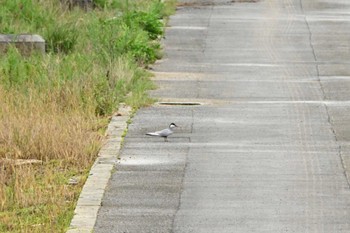 Whiskered Tern 金武町田いも畑(沖縄県) Fri, 6/16/2023