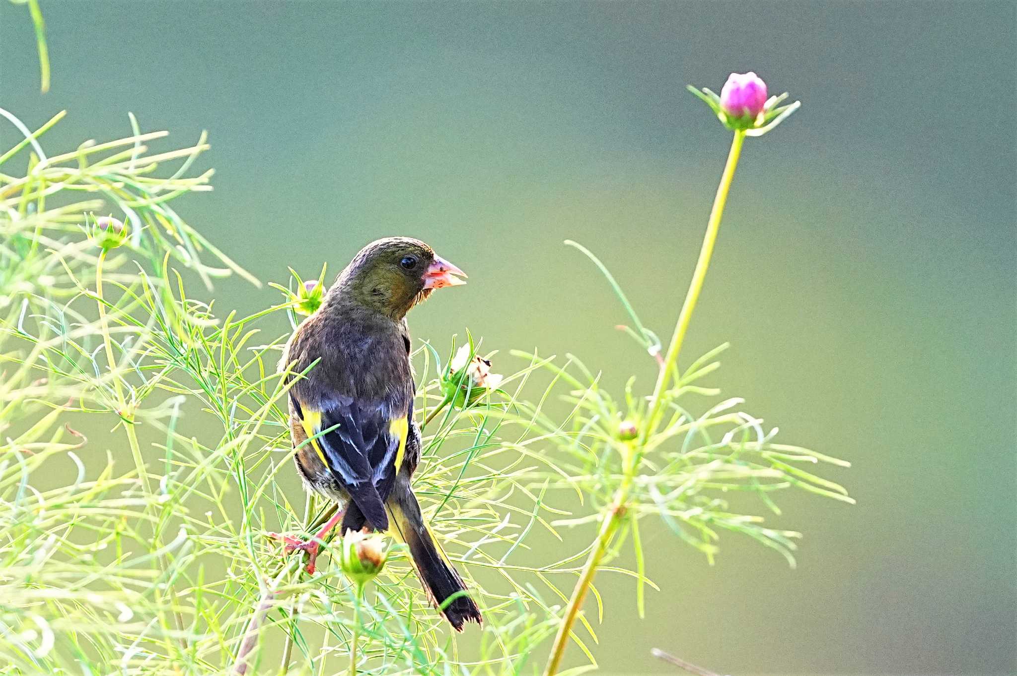 東秩父村 カワラヒワの写真