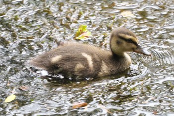 Mallard 上高地 Wed, 7/26/2023