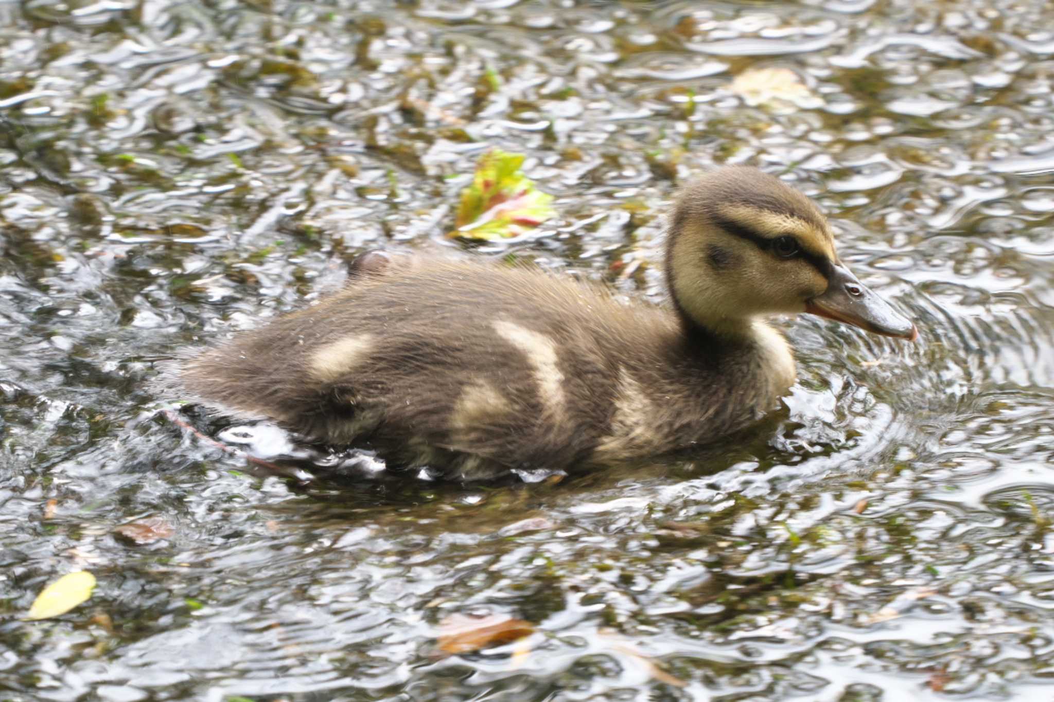 Mallard