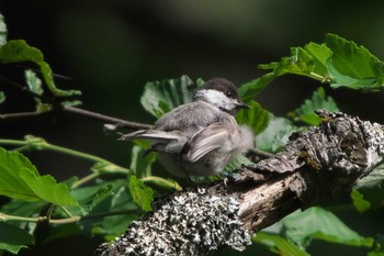 Willow Tit 上高地 Wed, 7/26/2023