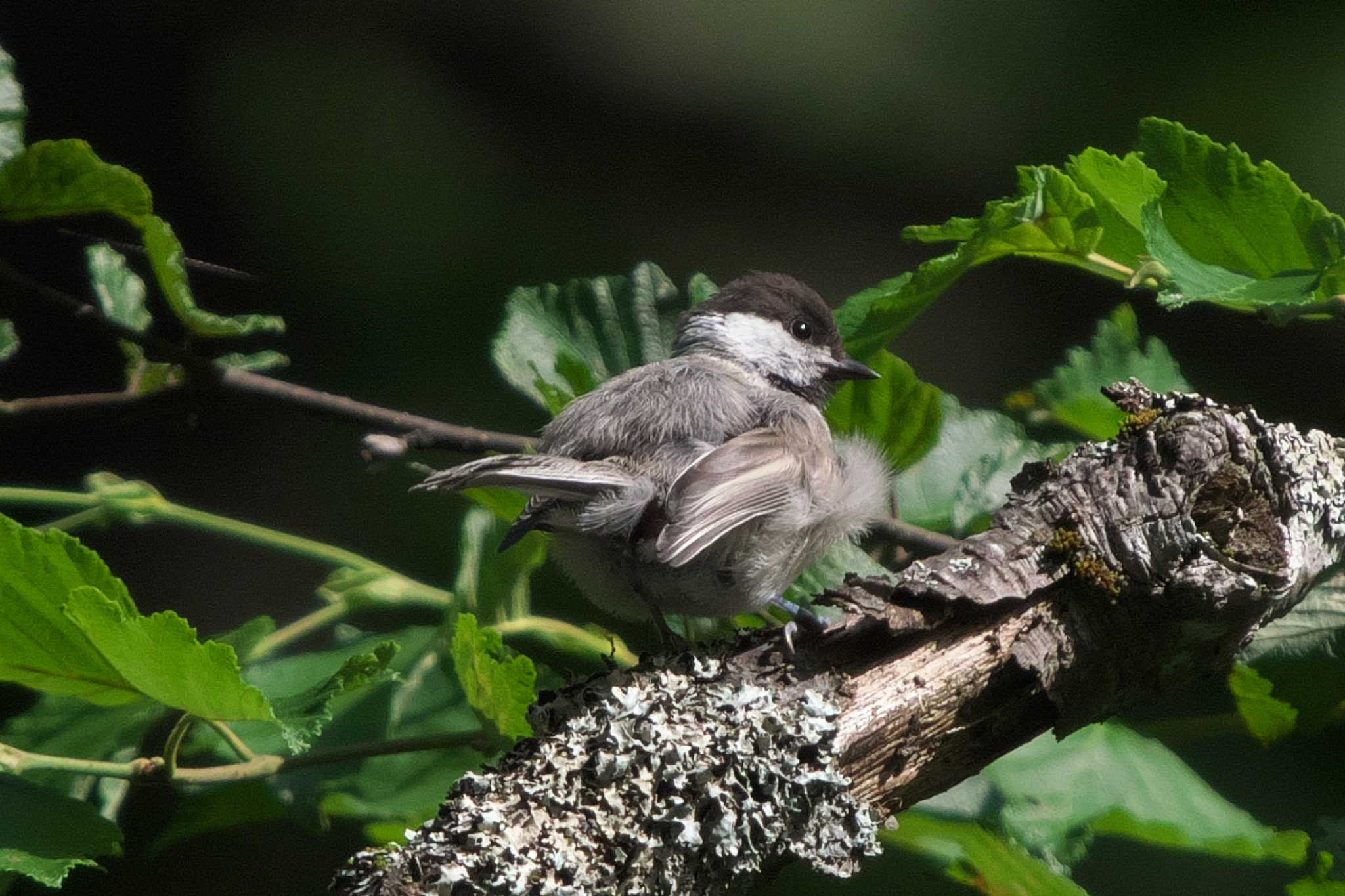 Willow Tit