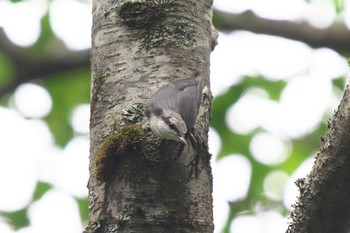 Eurasian Nuthatch 上高地 Wed, 7/26/2023