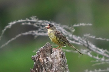 Masked Bunting 上高地 Wed, 7/26/2023