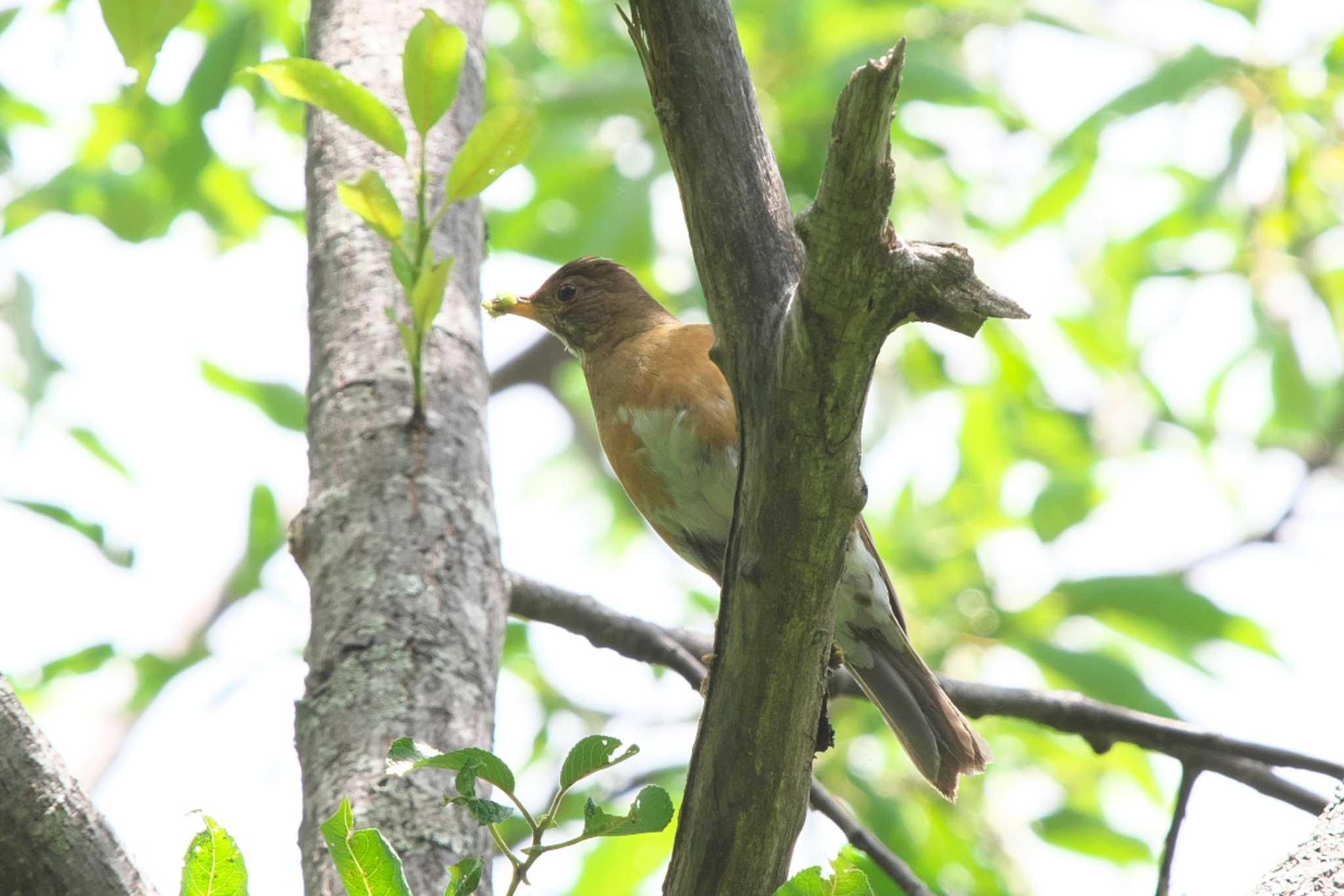 Photo of Brown-headed Thrush at 上高地 by Y. Watanabe