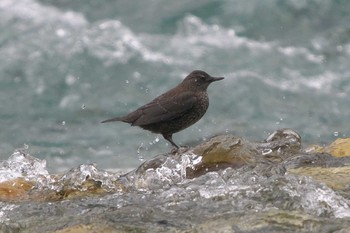 2023年7月26日(水) 上高地の野鳥観察記録