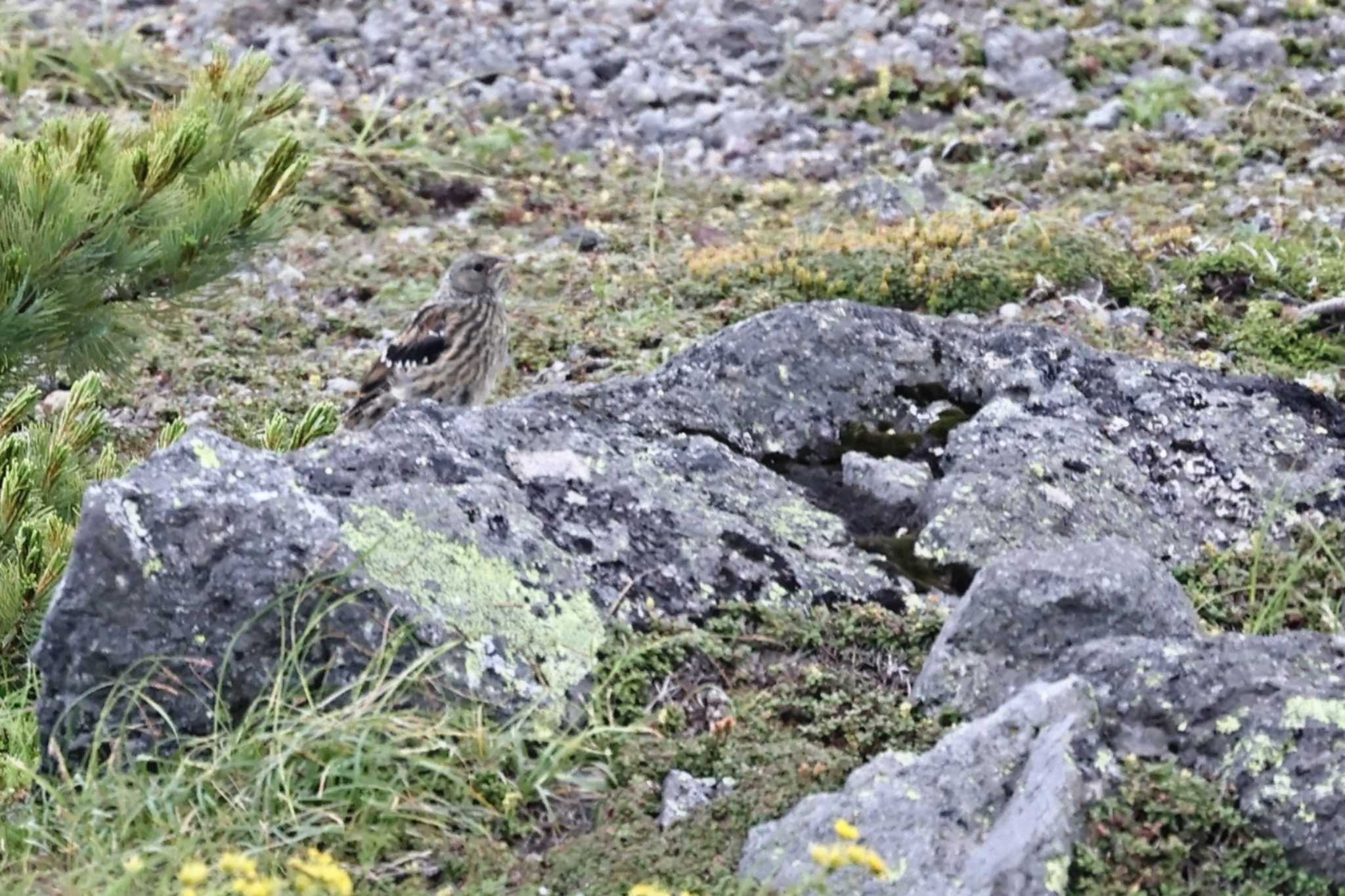 Alpine Accentor