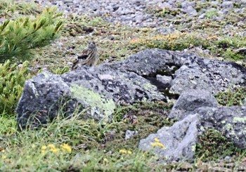 イワヒバリ 乗鞍岳 2023年7月23日(日)