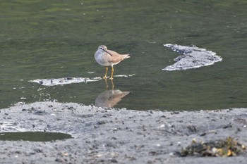 2023年7月27日(木) 野島公園の野鳥観察記録