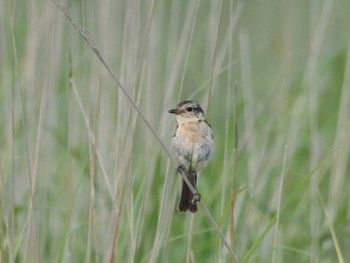 Amur Stonechat JGSDF Kita-Fuji Exercise Area Thu, 7/27/2023