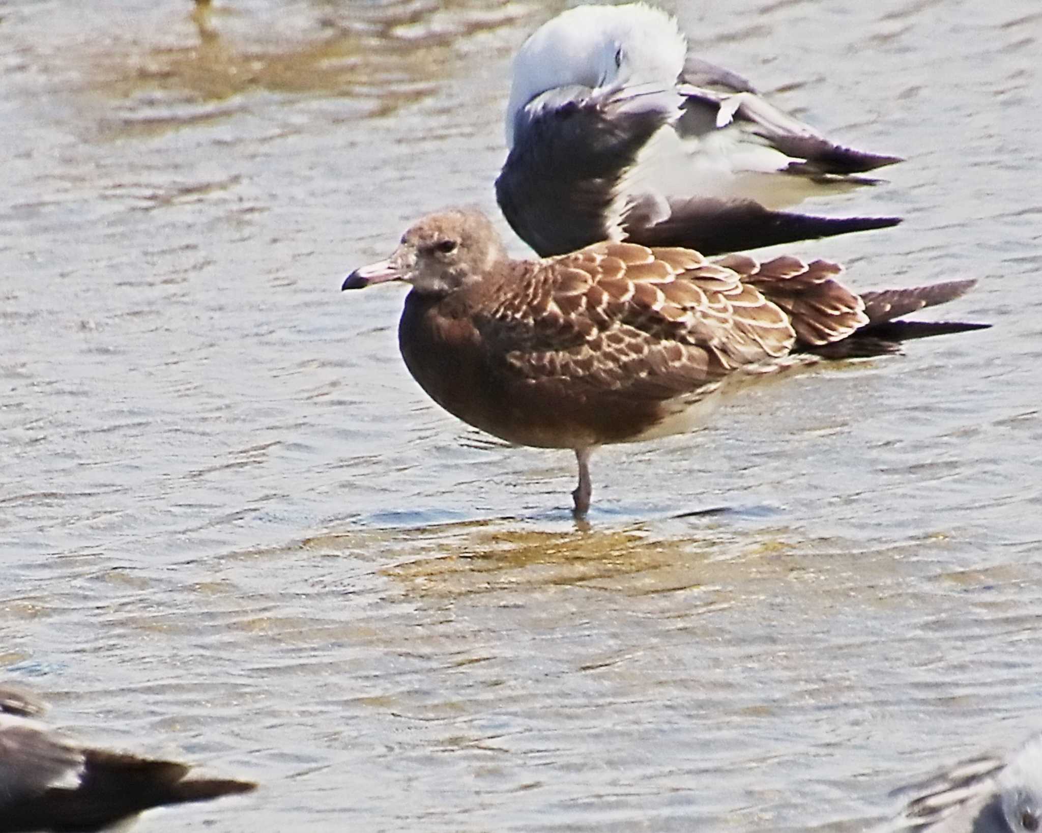 Black-tailed Gull