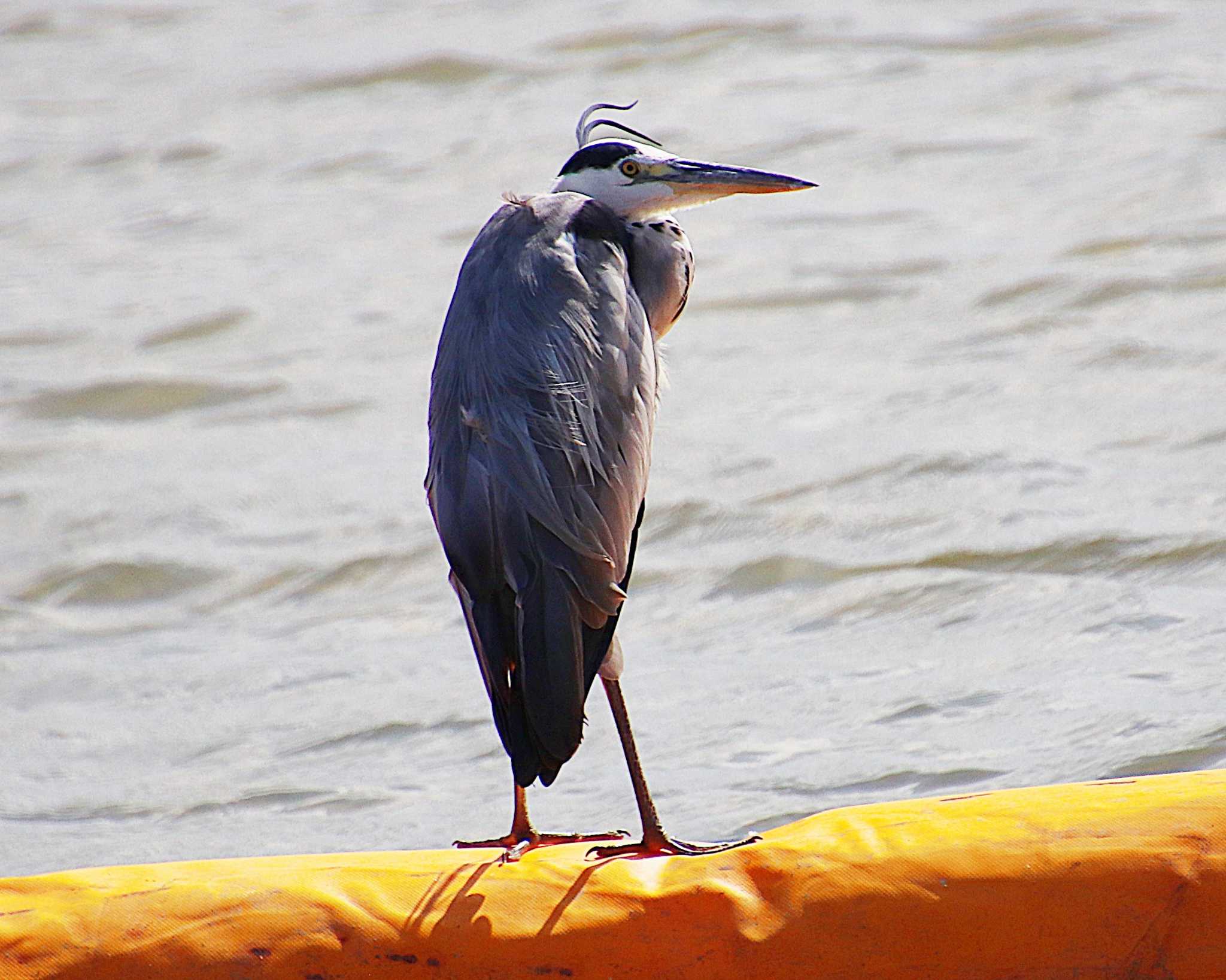 Photo of Grey Heron at 大和川下流 by Ken Mimura