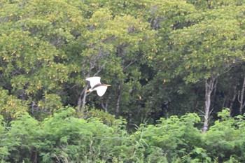 Chinese Pond Heron 金武町田いも畑(沖縄県) Fri, 6/16/2023