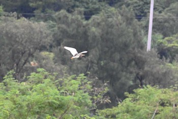 アカガシラサギ 金武町田いも畑(沖縄県) 2023年6月16日(金)