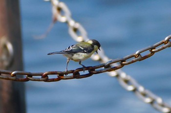 2023年7月27日(木) 堺浜の野鳥観察記録