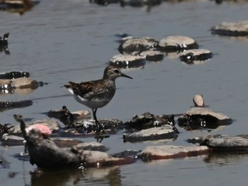 Thu, 7/27/2023 Birding report at 熊本新港