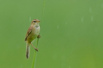 Black-browed Reed Warbler Watarase Yusuichi (Wetland) Sun, 7/9/2023