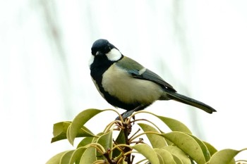 Japanese Tit 大井埠頭(大井ふ頭) Sun, 2/19/2023