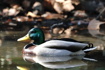 Mallard 大井埠頭(大井ふ頭) Tue, 2/21/2023