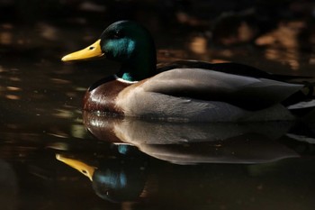 Mallard 大井埠頭(大井ふ頭) Tue, 2/21/2023