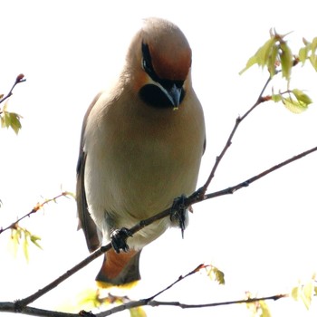 Bohemian Waxwing 大井埠頭(大井ふ頭) Tue, 4/11/2023