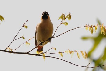 Bohemian Waxwing 大井埠頭(大井ふ頭) Tue, 4/11/2023