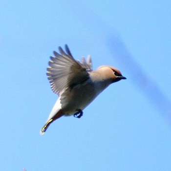 Bohemian Waxwing 大井埠頭(大井ふ頭) Sun, 2/26/2023