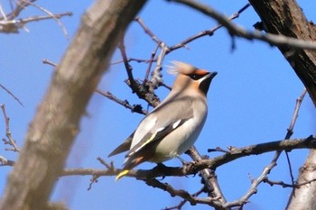 Bohemian Waxwing Higashitakane Forest park Sun, 2/26/2023