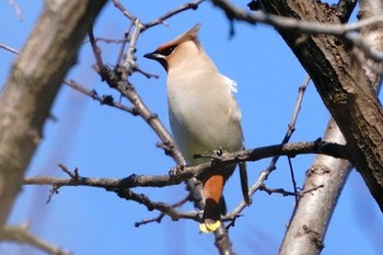 Bohemian Waxwing Higashitakane Forest park Sun, 2/26/2023