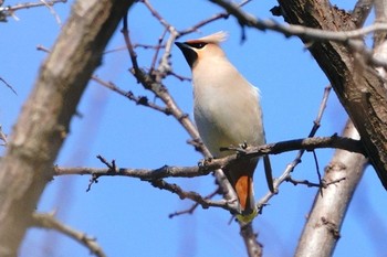 Bohemian Waxwing Higashitakane Forest park Sun, 2/26/2023