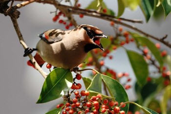 Japanese Waxwing 大井埠頭(大井ふ頭) Tue, 4/11/2023