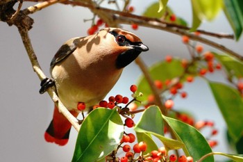 Japanese Waxwing 大井埠頭(大井ふ頭) Tue, 4/11/2023