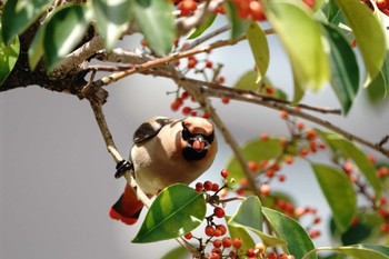 Japanese Waxwing 大井フ頭 Tue, 4/11/2023