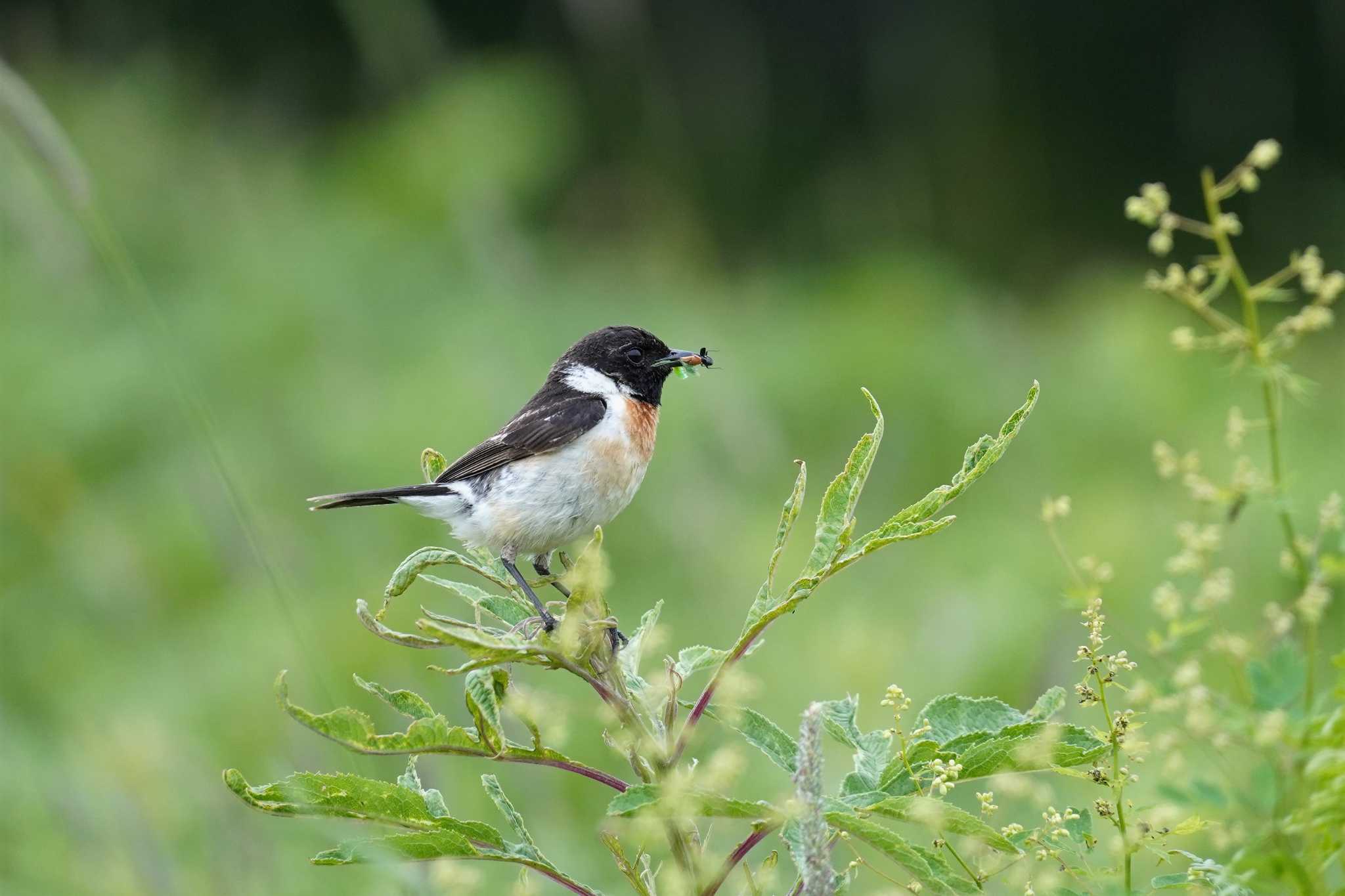 Amur Stonechat