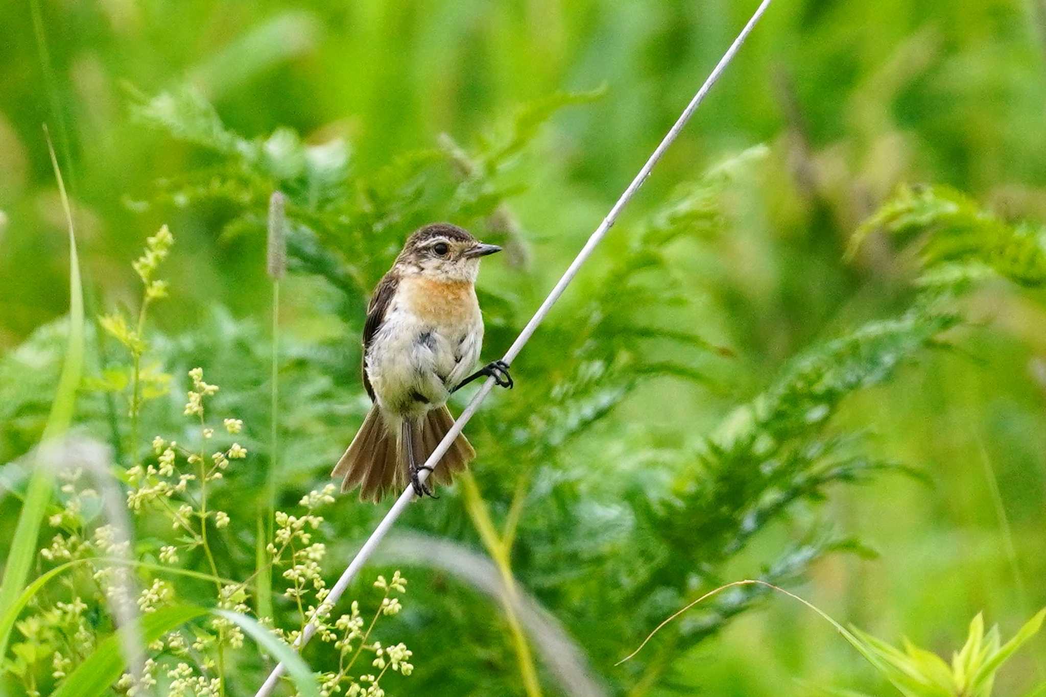 Amur Stonechat