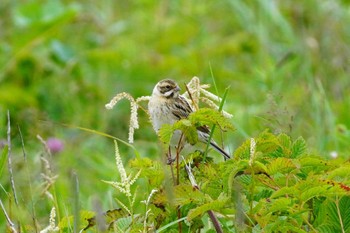 オオジュリン 北方原生花園 2023年7月18日(火)