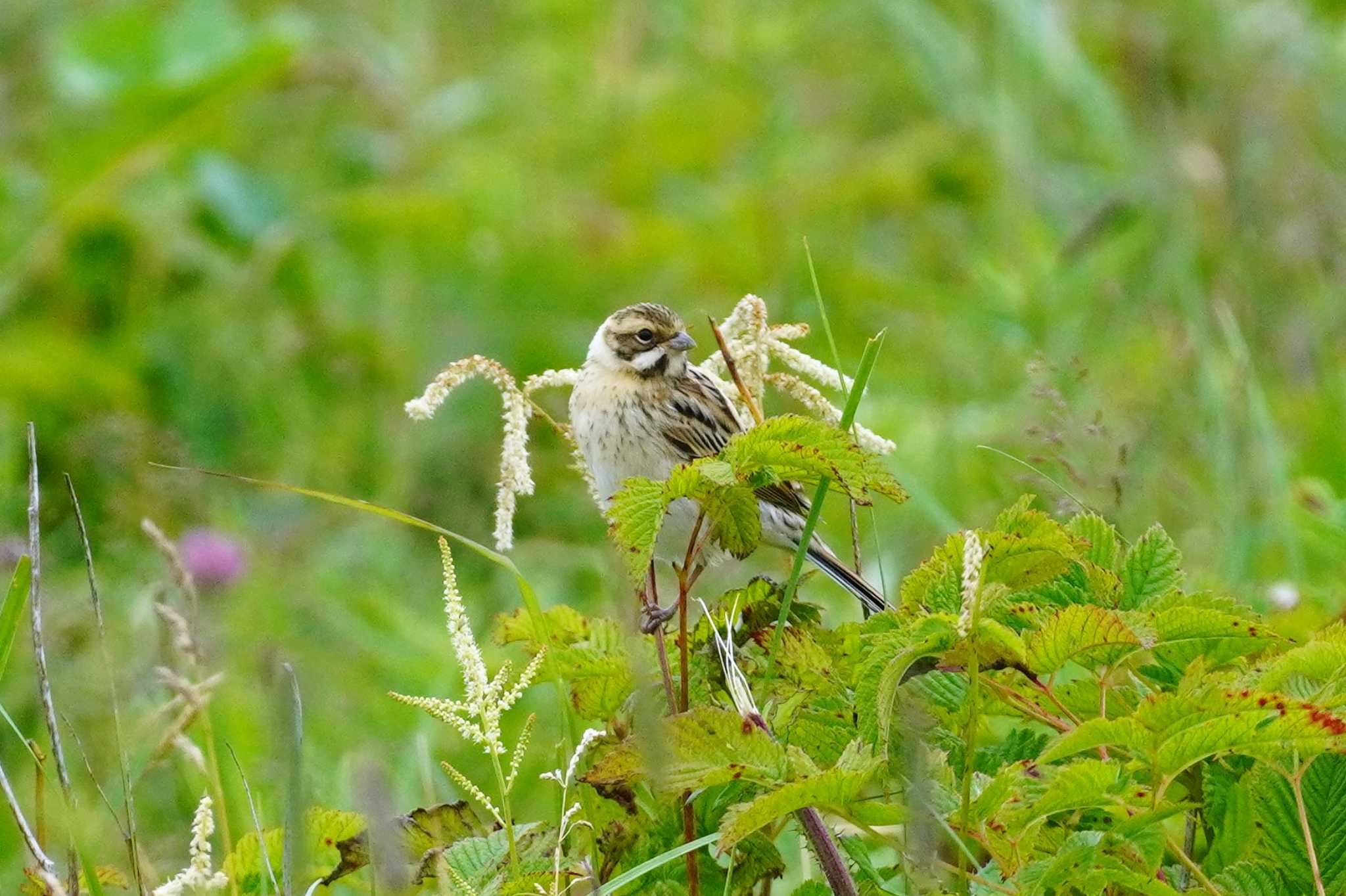 Common Reed Bunting