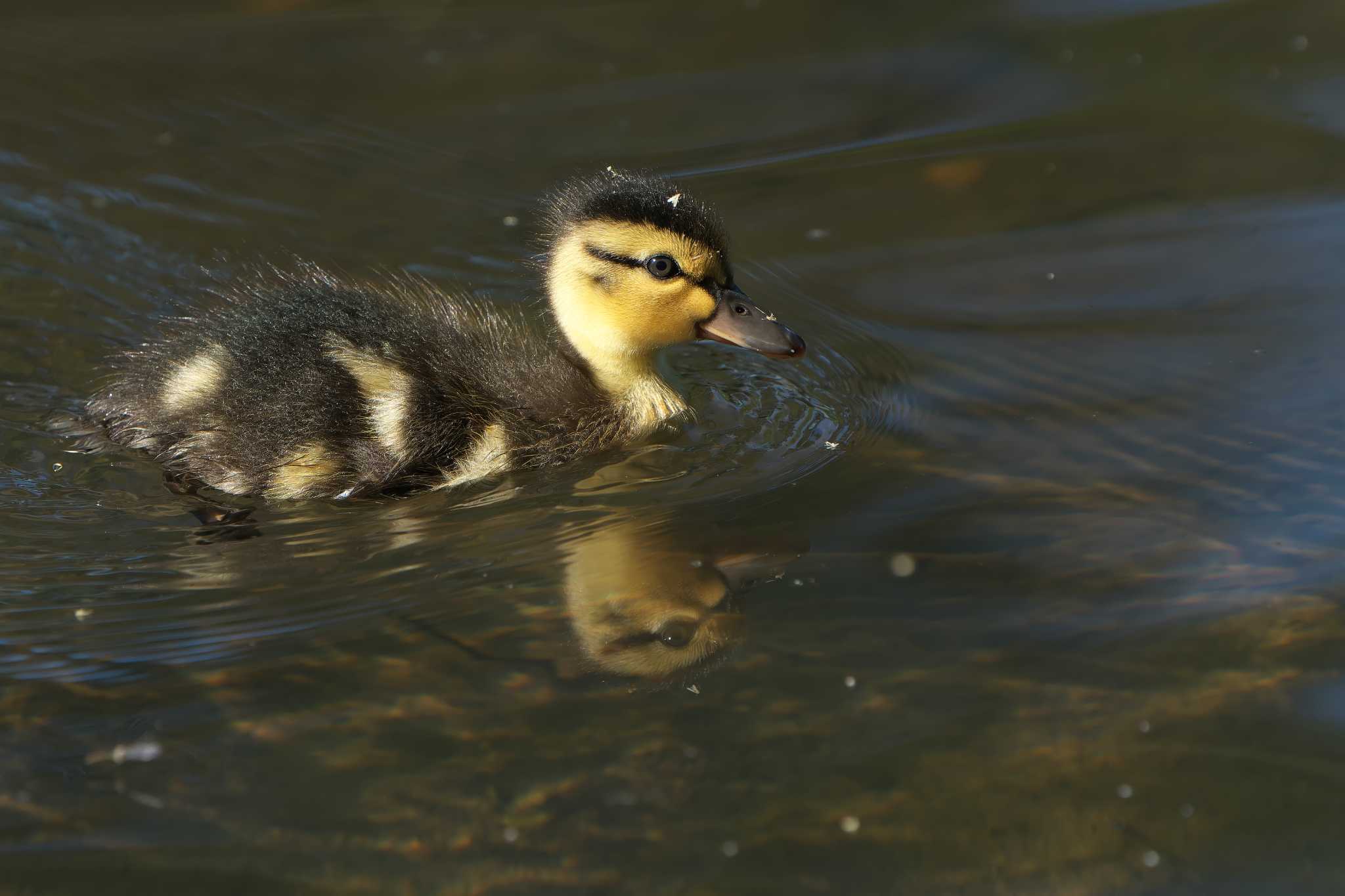 Photo of Mallard at 中標津町 by 禽好き