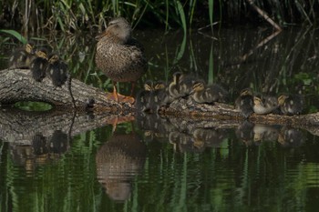 Wed, 6/21/2023 Birding report at 中標津町