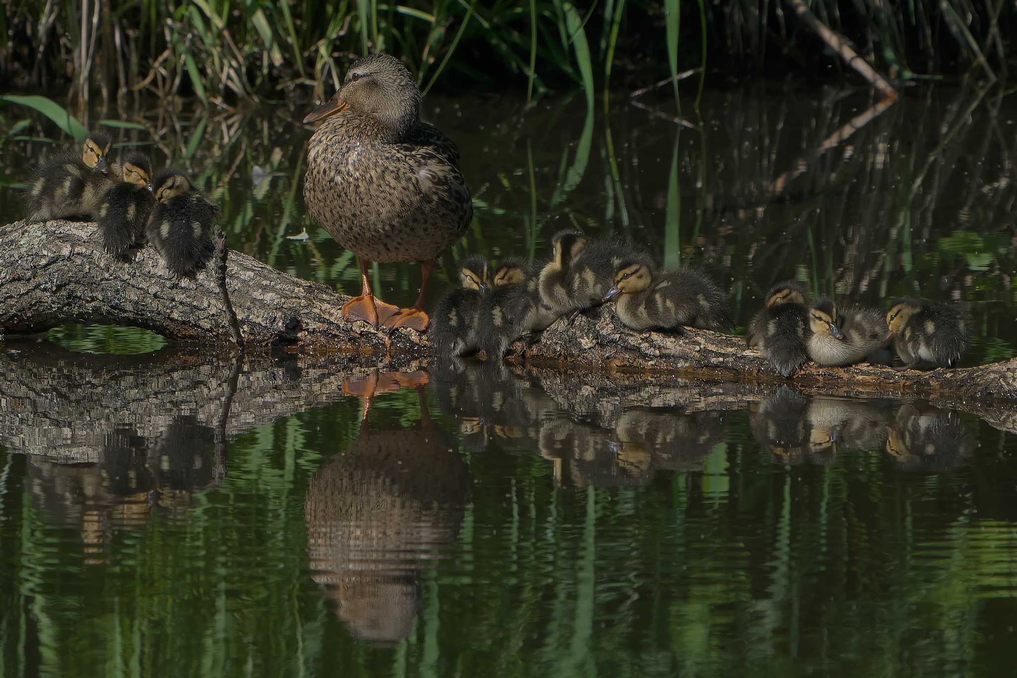 中標津町 マガモの写真 by 禽好き