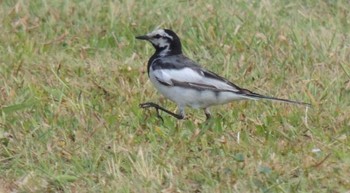 Wagtail Unknown Spots Thu, 7/27/2023