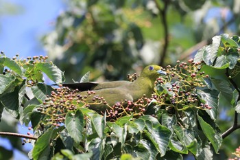 White-bellied Green Pigeon 北海道 函館市 東山 Thu, 7/27/2023